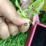 ট্র্যাডিশনাল গোল্ড সেভেন স্টোন ময়সানাইট নোজ পিন 7mm (গিফট বক্সসহ)