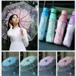 ট্রান্সপারেন্ট ছাতা