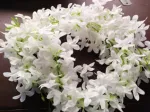 মেয়েদের কৃত্রিম চুলের ফুল (গাজরা ফুল)